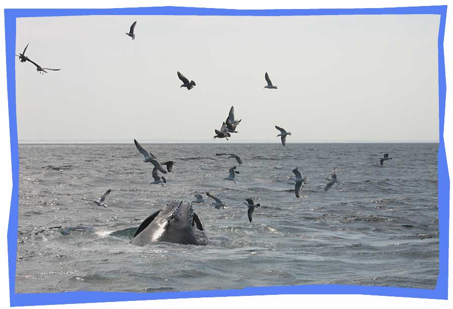 Whales