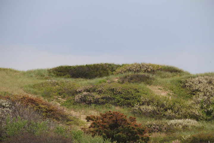 Amazing greens, dunes, Seashore Park, Provincetown