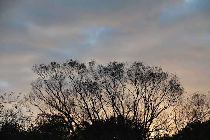 Photograph by Ewa Nogiec, North Truro, sunrise sky with trees