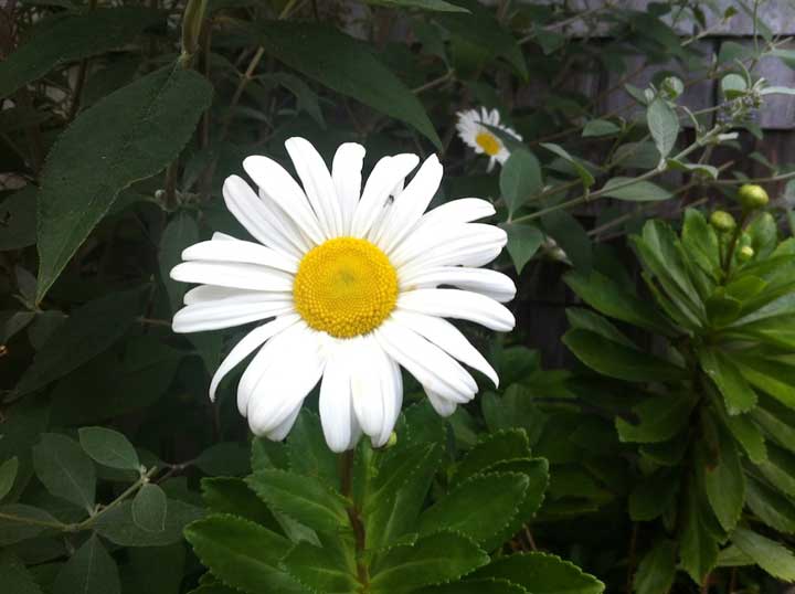 Photograph by Ewa Nogiec, I live, you die... #NoMoreWars white flower