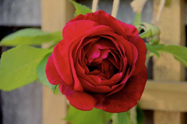 Now rose in my garden for Rosa Luxemburg and Bernie Sanders