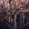 Provincetown Beech Forest