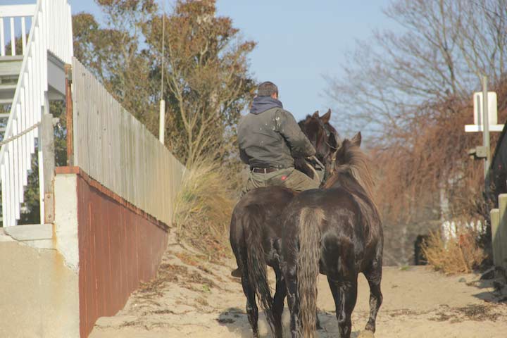 Horses on the East End Beach