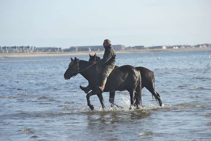 Horses on the East End Beach