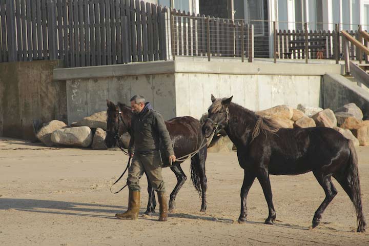Horses on the East End Beach