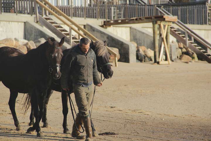 Horses on the East End Beach