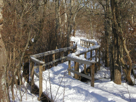 Beech Forest, Cape Cod National Seashore Park