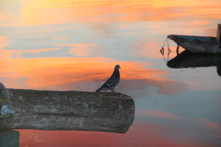 Provincetown Harbor, August 25, 2012 sunrise... Watching sunrise with me... 