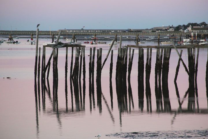 Sunrise over Provincetown Harbor, looking West... can you see Great Gray Heron?