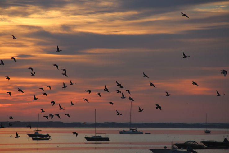 Thursday, July 12th, Sunrise over Provincetown Harbor. Photo Ewa Nogiec