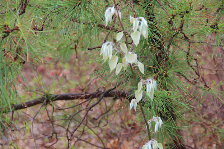 Provincetown Spring, Beech Forest