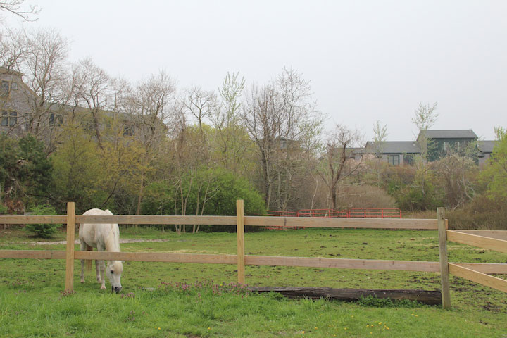 Provincetown Spring, West Vine Street, beautiful horse