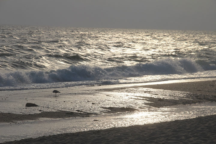 Herring Cove Beach... very gray light with beautiful silver line on the horizon