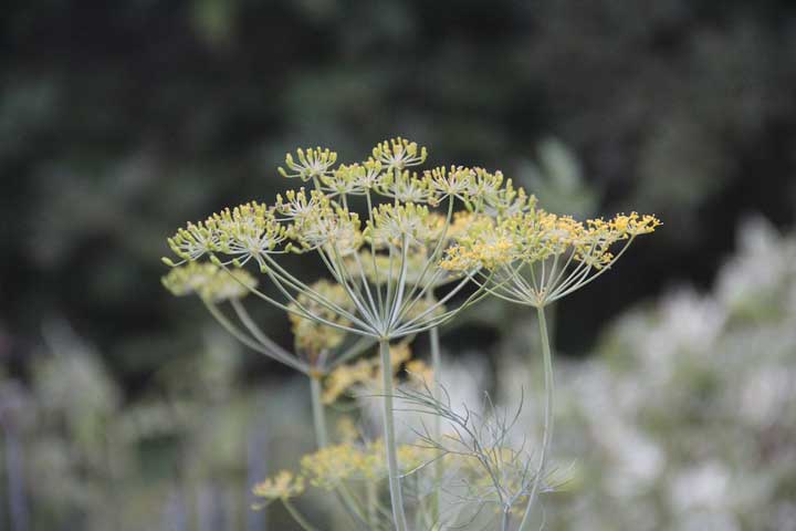 Photograph by Ewa Nogiec, My garden... dill