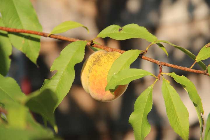 Photograph by Ewa Nogiec, Saving this peach for you