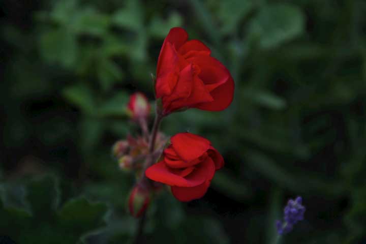 Photograph by Ewa Nogiec, Scarlet red for Berta Walker