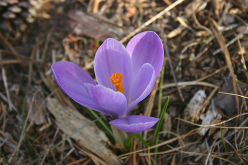 Crocuses For Robyn Watson