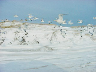 Herring Cove