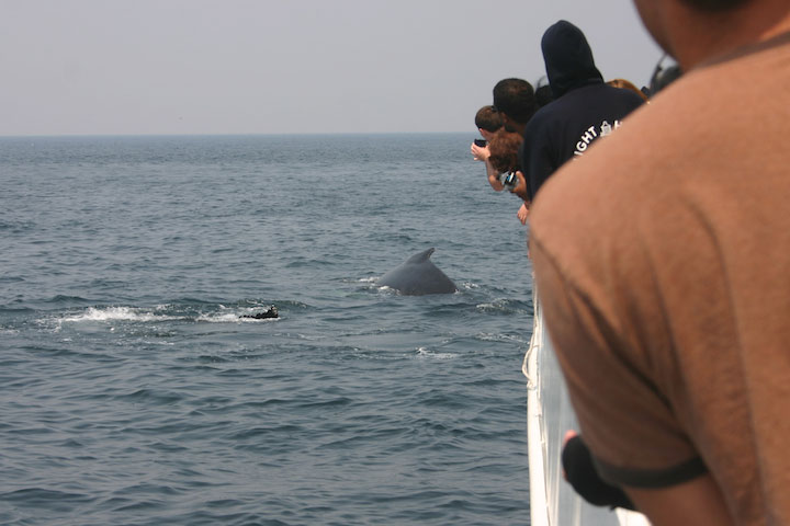 Whale watching
